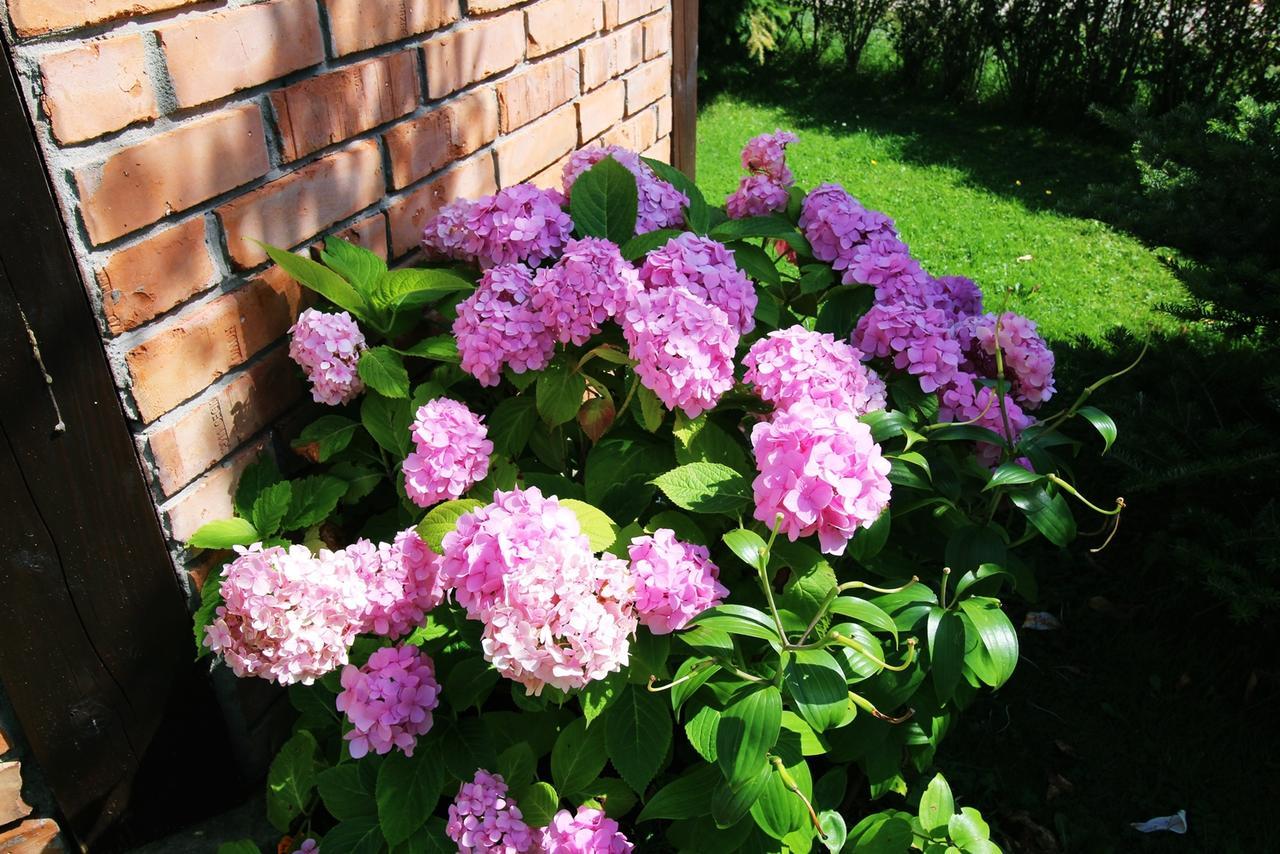 Michalek W Rowach Rowy (Pomerania) Exterior foto